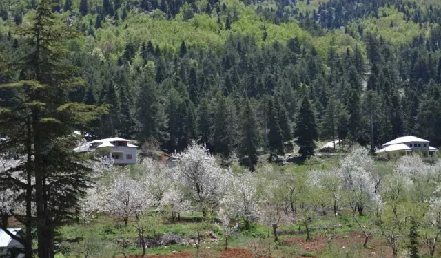 Gaziantep Sofdağı Yaylası nerede? İşte doğal cennet