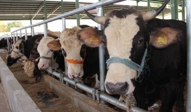 Gaziantep'te üreticilere damızlık desteği müjdesi