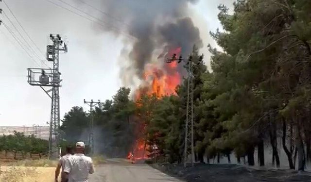Gaziantep’in Nizip ilçesinde korkutan orman yangını