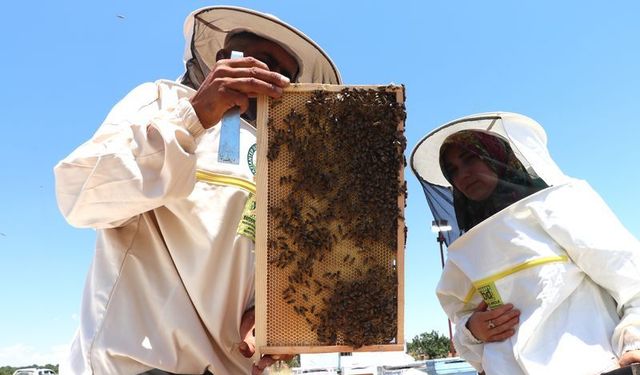 Hobi olarak başladı, 300 kovanlık işletme kurdu