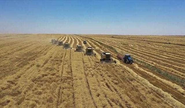 Hububat ihracatı ilk yarıda 1,8 milyar dolara ulaştı