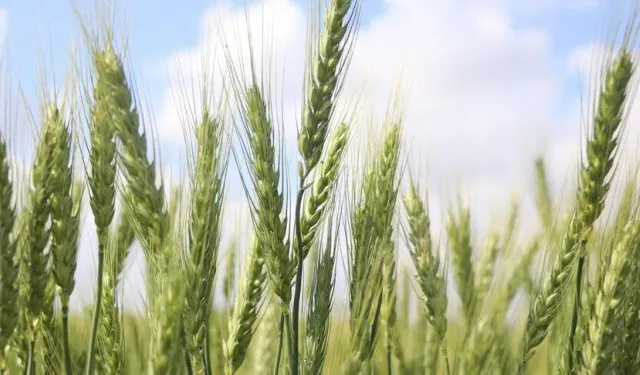 Yumaklı: Avrupa'da birinci, dünyada 7'nci sıradayız