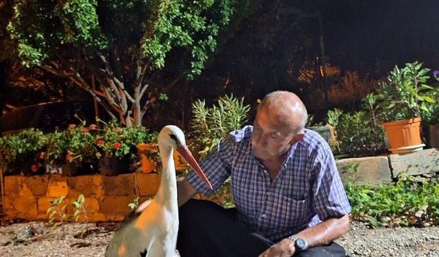 Osmaniye'de yaralı leylek bir eve sığındı