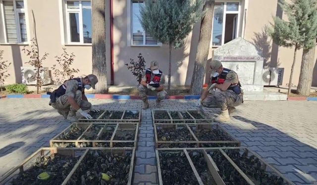 Hatay'da binlerce saka kuşunu taşıyan sürücüye ağır ceza