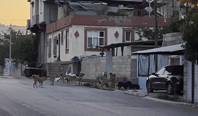 Gaziantep’te Başıboş Köpekler Mahalleliyi Tedirgin Etti