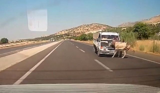 Kamyonet yola çıkan eşeğe çarptı