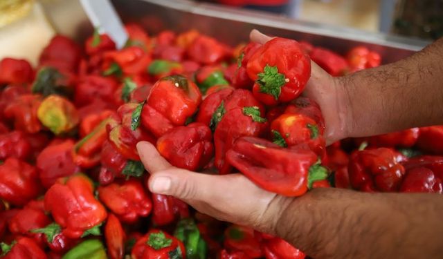 Gaziantep’te kışlık salça telaşı başladı