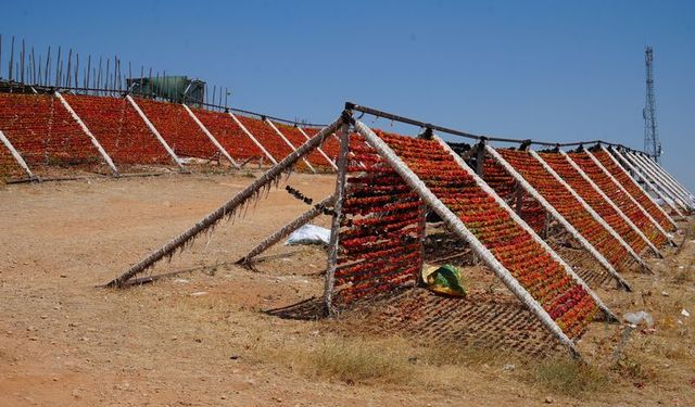 Gaziantep'te kurutmalık mesaisi başladı
