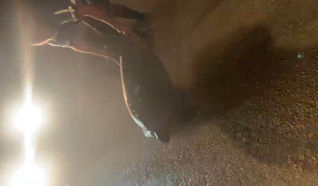 Sahil yolundan ayrılan caretta carrettayı denize taşıdı