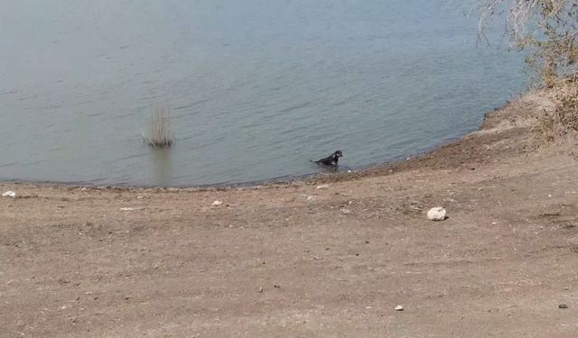 Gaziantep’te sıcaktan bunalan köpekler baraja girdi