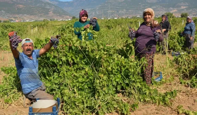 İslahiye'de 47 bin dekarda üzüm hasadı başladı