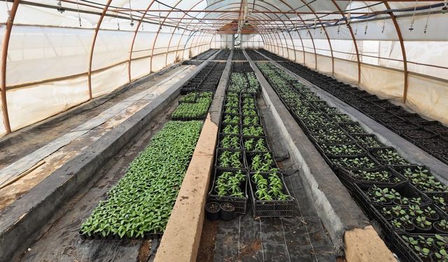 Seralarda 500 bin mevsimlik çiçek üretiliyor