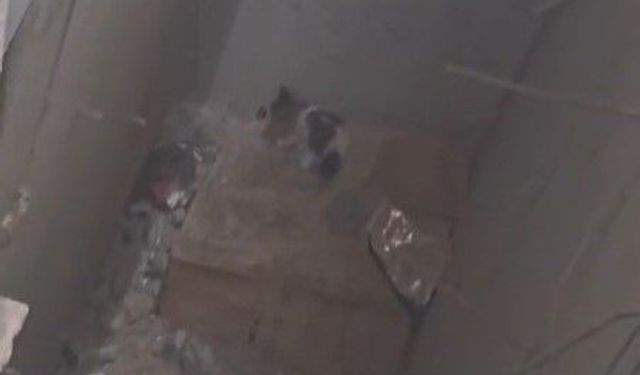 Gaziantep’te yavru kedi için itfaiye seferber oldu