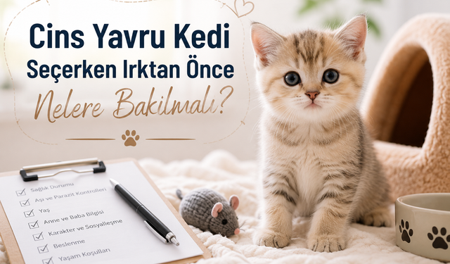 Cins Yavru Kedi Seçerken Irktan Önce Nelere Bakılmalı?