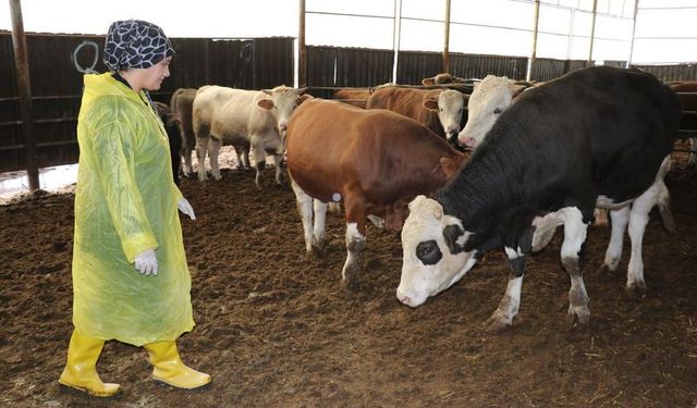 Gaziantep’te bir hayvanla başladı, 2 çiftlik kurdu