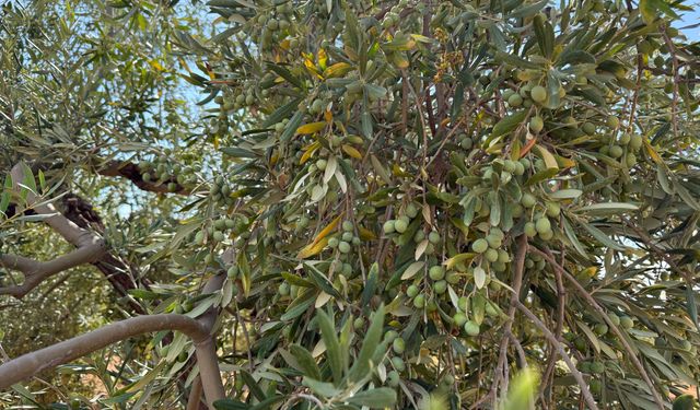 Gaziantep’te yeşil zeytin hasadıyla hareketlilik başladı