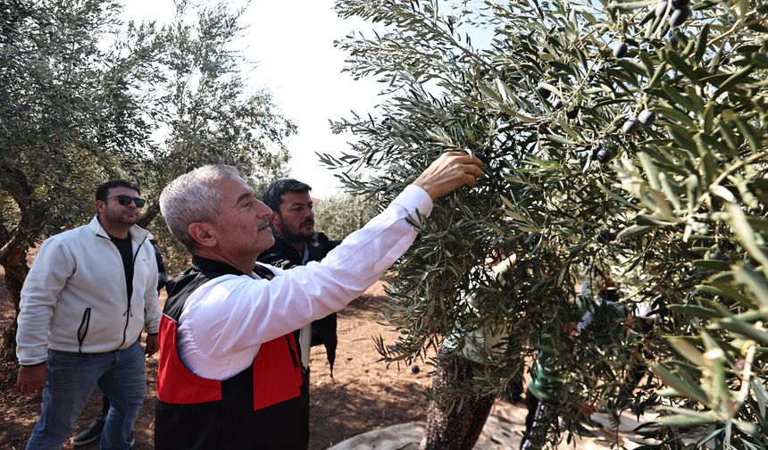 Tahmazoğlu Zeytin Hasadına Katıldı