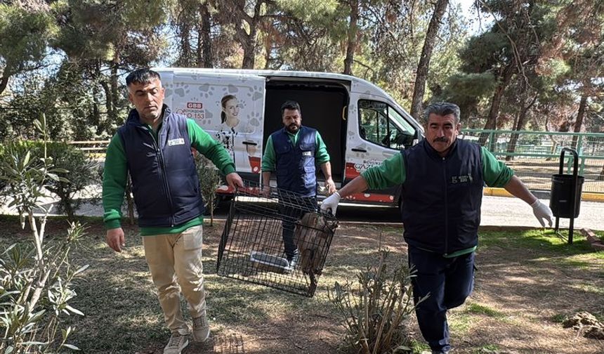 Yavru babun Gaziantep'e getirildi