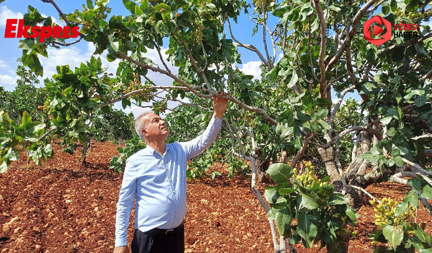 Gaziantep'te fıstık üreticisi tedirgin