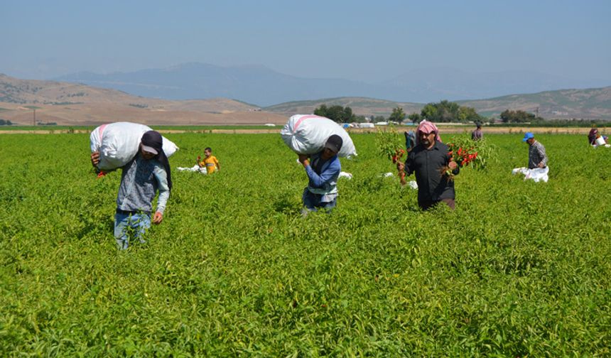 Nurdağı’nın Kırmızı Altını
