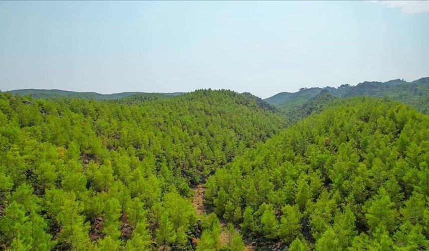 Nurdağı'nda ormanlık alanlara giriş yasaklandı