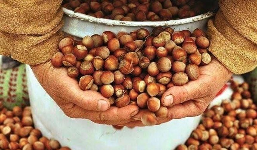 Fındığın kilosu ne kadar 2025?