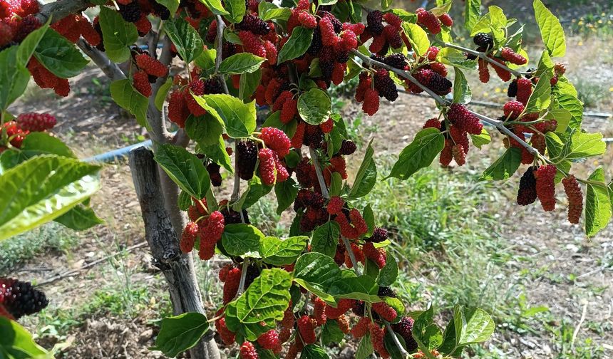 Karadut nedir?
