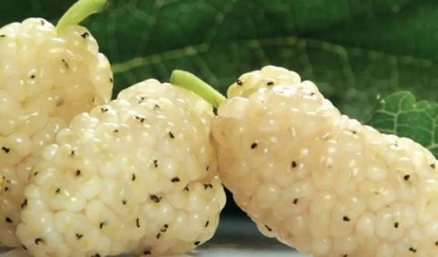 Kuru dutun faydaları nedir?
