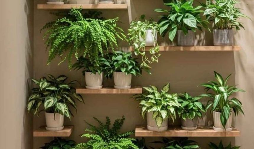 Karanlıkta yetişen ev bitkileri nelerdir?