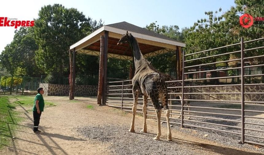 Gaziantep'te zürafalara sevgiyle bakıyor