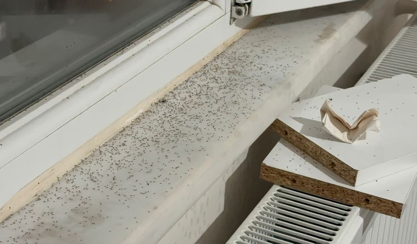 Gaziantep’te üvez sinekleri alarm veriyor