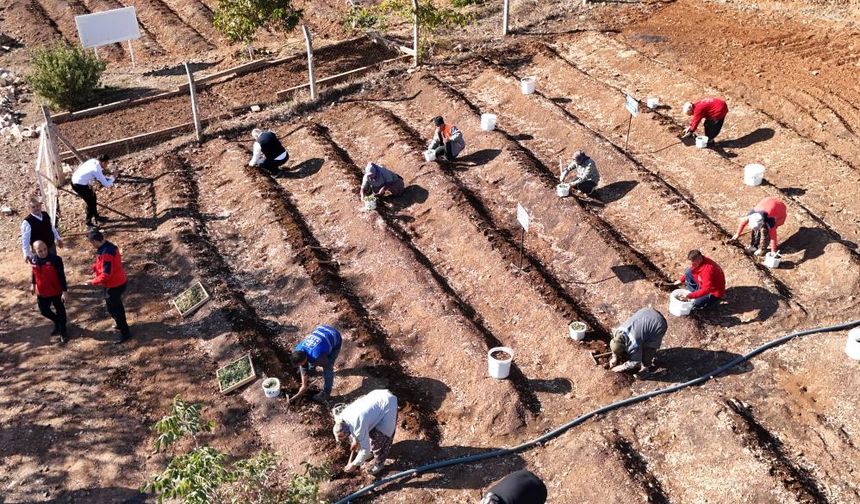 Salep için yeni ekim dönemi başladı