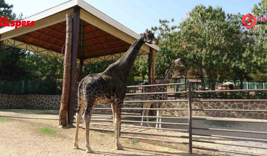 Gaziantep'in maskotu zürafa Şakir hayatını kaybetti