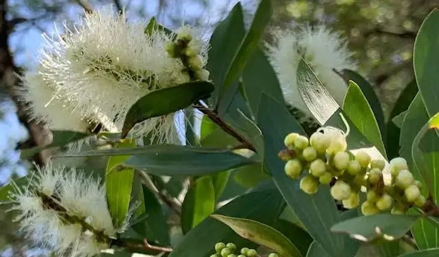 Niaouli Yağı Nedir? Niaouli Yağı Faydaları ve Kullanım Alanları