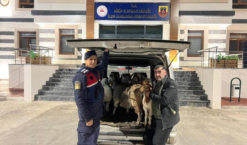 Sahte parayla hayvan alan dolandırıcılar yakalandı