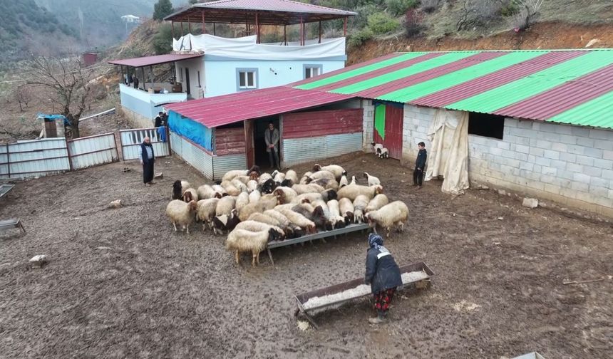 Deprem sonrası 300 hayvanla tekrar başladı