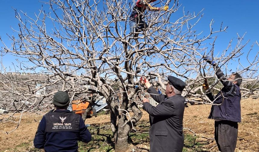 Gaziantep’te Antep Fıstığı Ağaçlarında Budama Mesaisi Başladı