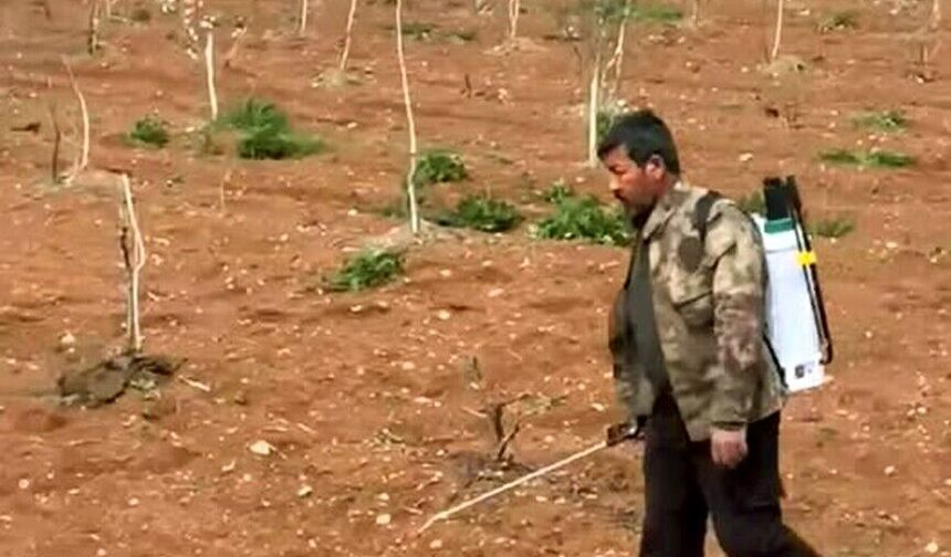 Fıstık Üreticileri Otlara Karşı Sahada