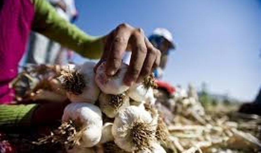 Çiftçinin maliyet çilesi büyüyor