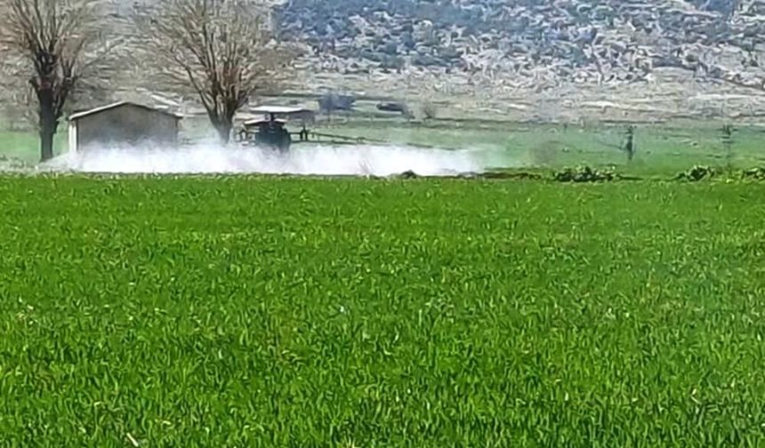 Araban’da sarı pas riskine karşı ilaçlı mücadele başladı