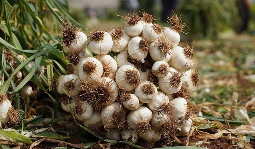 Araban Sarımsağı uluslararası listede yer aldı