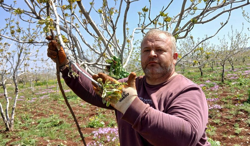 Fıstık üreticileri tırtıllar’la mücadeleye başladı