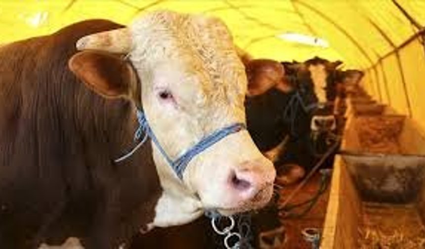 Kurbanlık alırken  nelere dikkat edilmeli