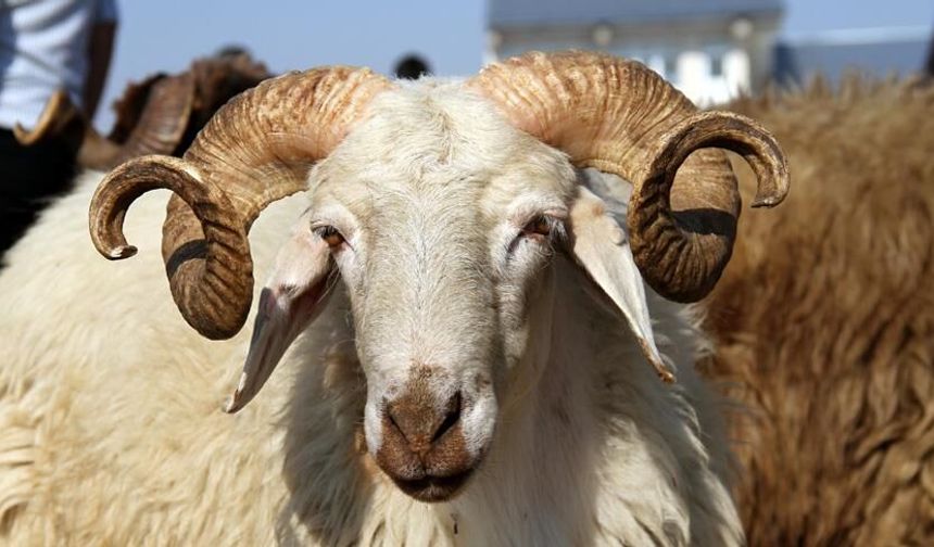 Kurban pazarında tartı skandalı iddiası