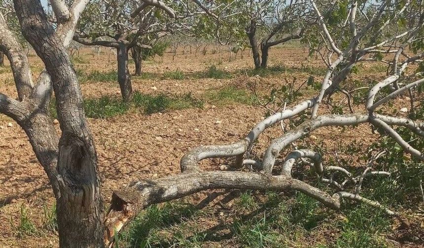Afet sonrası üreticilere destek çağrısı