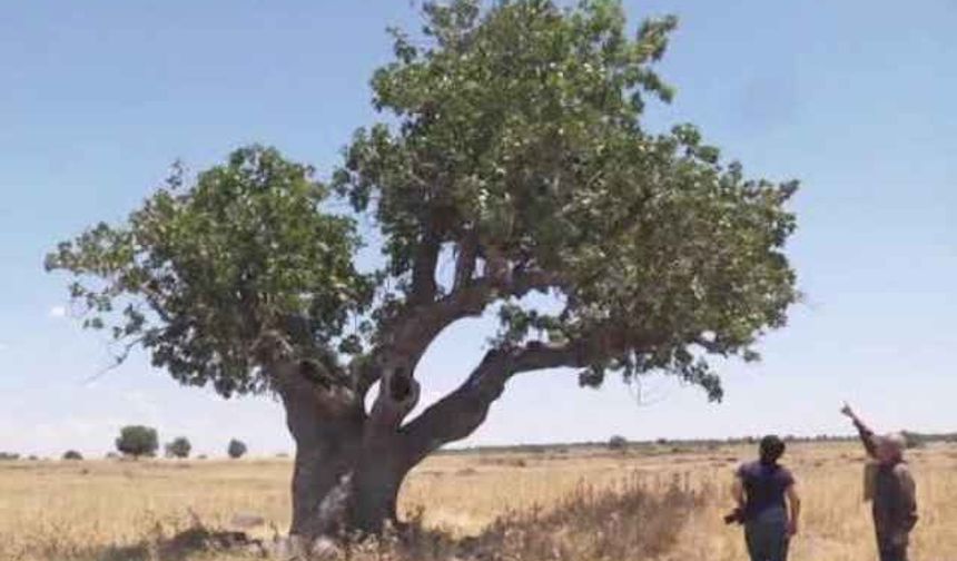 Dünyanın en yaşlı Antep fıstığı ağaçları Gaziantep’te