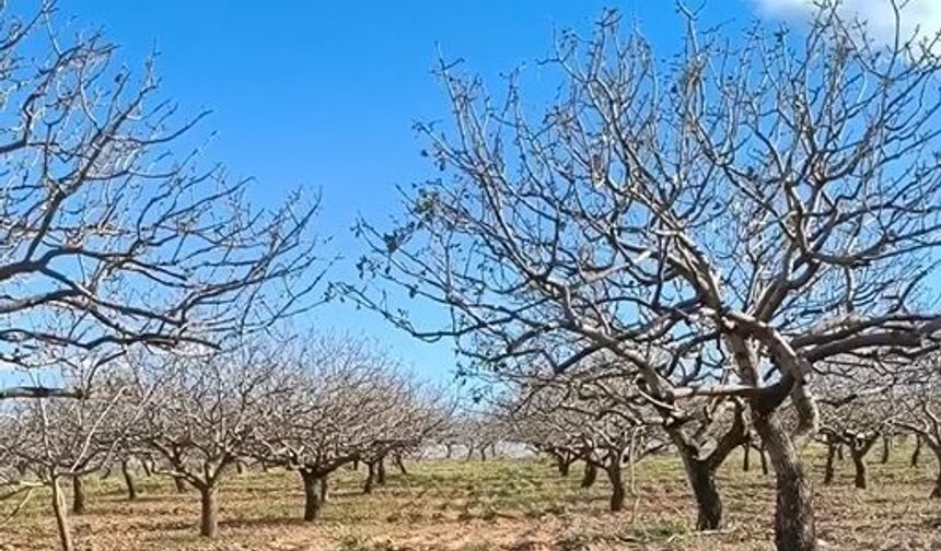 Gaziantep’te Antep fıstığı bahçeleri zarar gördü