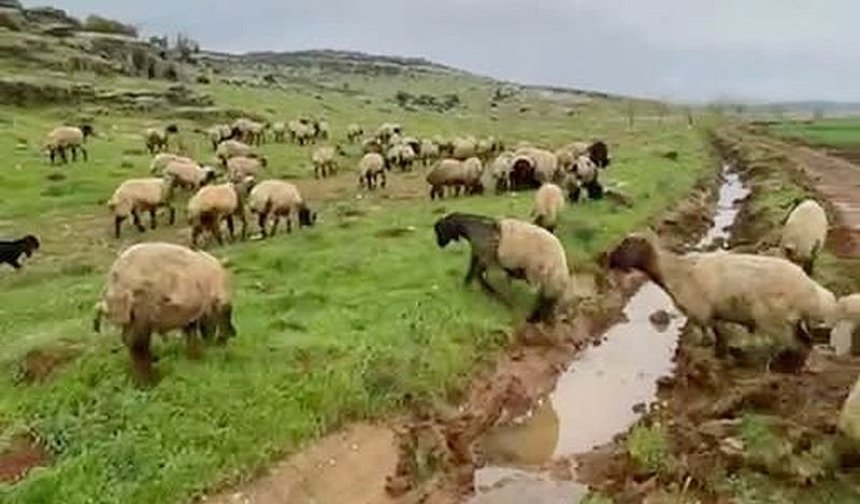 Araban’da kurban satışları başladı