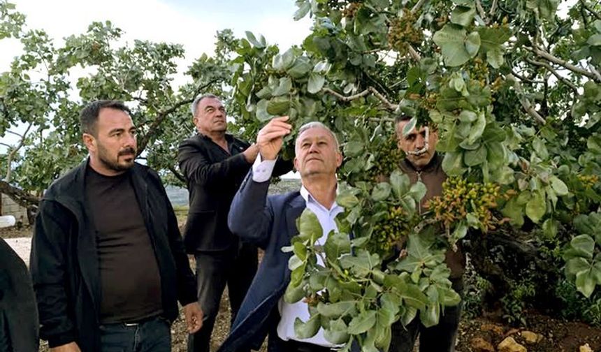 Dolu vurdu, gözler fıstık bahçelerine çevrildi