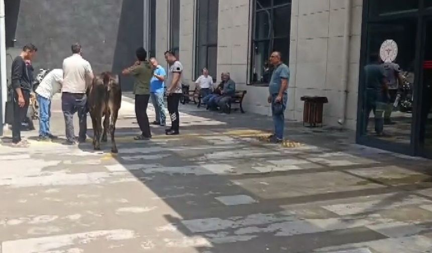 Kurbanlık dana acil servise daldı